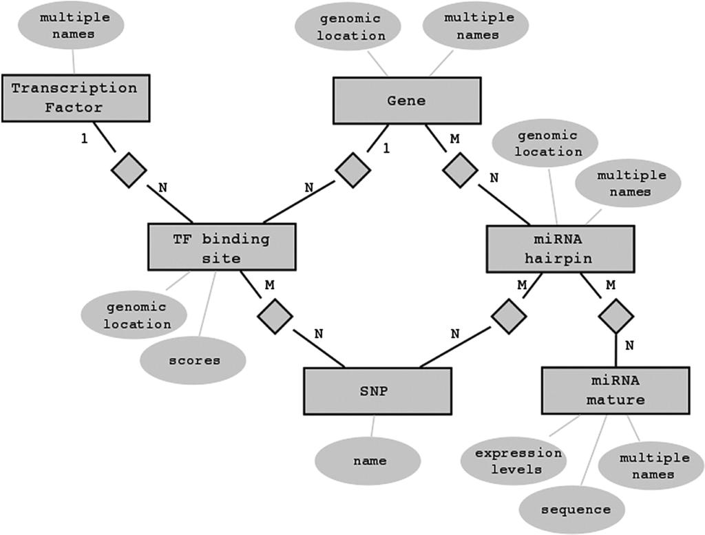 Σχήμα 4.5: Μέρος του μοντέλου οντότητασ-σχέσης της βάσης δεδομένων mirgen πληροφορίες για τα TFBS που βρίσκονται από τα 5 kb ανάντη έως το 1 kb κατάντη της αρχής του μεταγράφου.