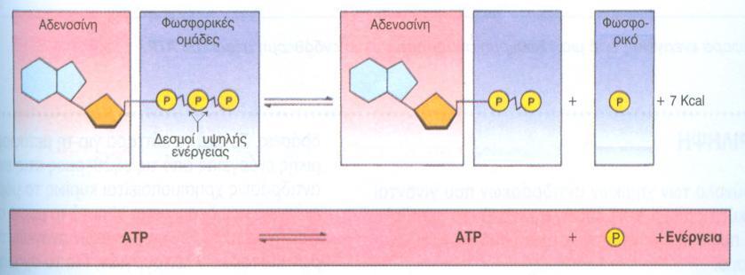 Εικόνα 1: Διάσπαση και επανασύνθεση του μορίου ΑΤΡ. 3.2.