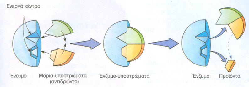 Επισημαίνεται ότι υπάρχουν ουσίες που μπορούν να αναστείλουν τη δράση των ενζύμων (αναστολείς) καθώς και ότι ορισμένα ένζυμα είναι δραστικά μόνο με την παρουσία και άλλων ουσιών μη πρωτεϊνικής φύσης