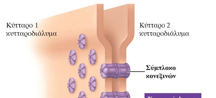 Χασμοσύνδεσμος Ανοικτοί δίαυλοι που