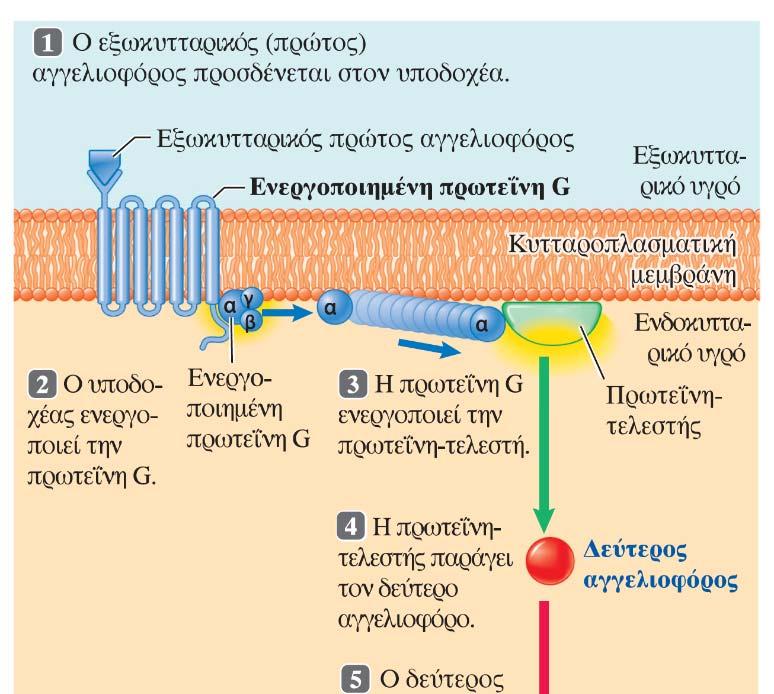 Η πρόσδεση ενός εξωκυτταρικού αγγελιοφόρου στον ειδικό γι αυτόν υποδοχέα της μεμβράνης επάγει την επιθυμητή