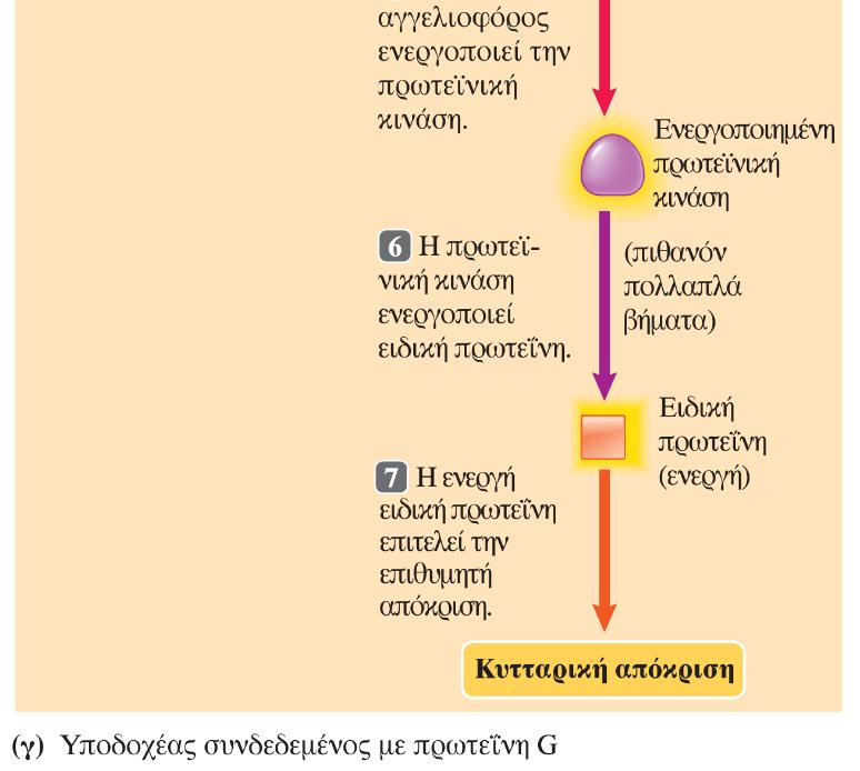 υποδοχέα συνδεδεμένου με πρω-τεΐνη G ενεργοποιεί μια προσδεμένη στη μεμβράνη πρωτεΐνη-τελεστή μέσω της πρωτεΐνης