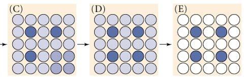 neurectoderm Blue cell becomes neural