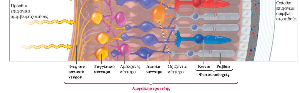 μακριά από το εισερχόμενο φως) έως τα δίπολα και τα γαγγλιακά κύτταρα.
