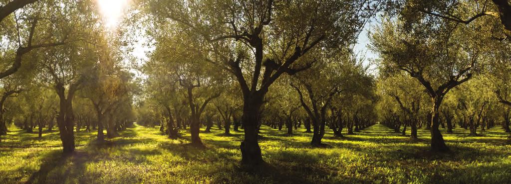 Η Μεσσηνία αποτελεί περιοχή με μοναδικό φυσικό πλούτο! Στην επίσκεψή σας στο Navarino Natura Hall θα έχετε τη μοναδική ευκαιρία να γνωρίσετε τη Μεσσηνία και να ανακαλύψετε τις ιδιαιτερότητές της!