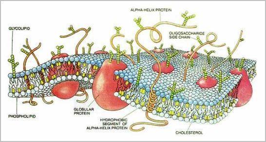 Η βιολογική δραστηριότητα των ενδοτοξινών σχετίζεται με τους λιποπολυσακχαρίτες (LPS).