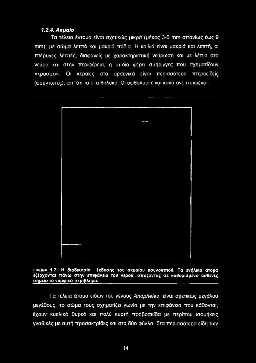 σμήριγγες που σχηματίζουν «κροσσό». Οι κεραίες στα αρσενικά είναι περισσότερο πτεροειδείς (φουντωτές), α π ότι τα στα θηλυκά.