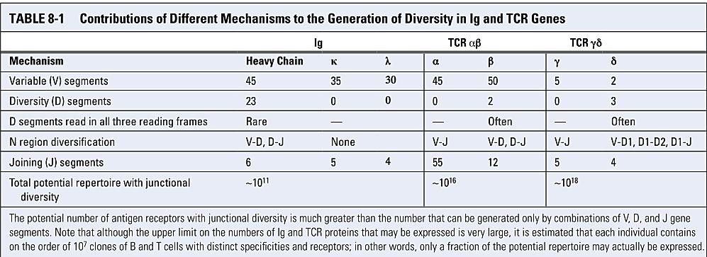 Генерирање разновидност на TCR The human genome is presently estimated to contain 20 25 thousand genes.