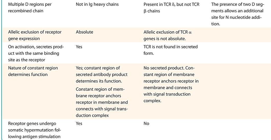 Генерирање разновидност на TCR Повеќе генски сегменти во зародишната линија Рекомбинациско поврзување V-(D(D))-J Флексибилност при поврзувањето