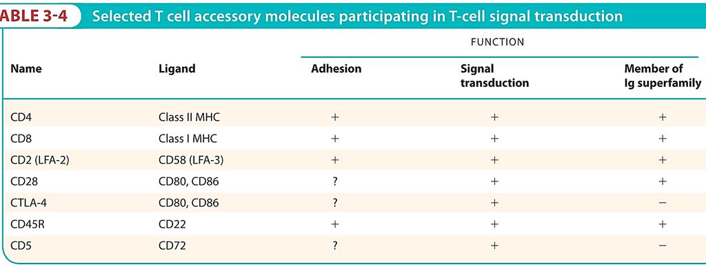 T-клеточни акцесорни (помагачки) мембрански молекули Вклучени во атхезија (Т кл. APC/целна кл.