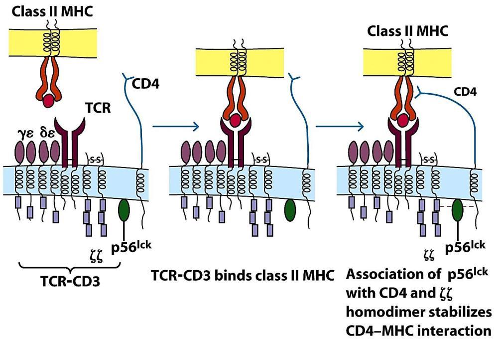 When the TCR complex recognizes MHC-associated peptides on an APC, several T cell surface proteins and intracellular signaling molecules are rapidly mobilized to the site of T cell APC