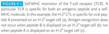 на TCR со помош на клонотипски антитела αβ хетеродимер и γδ хетеродимер Поврзување на