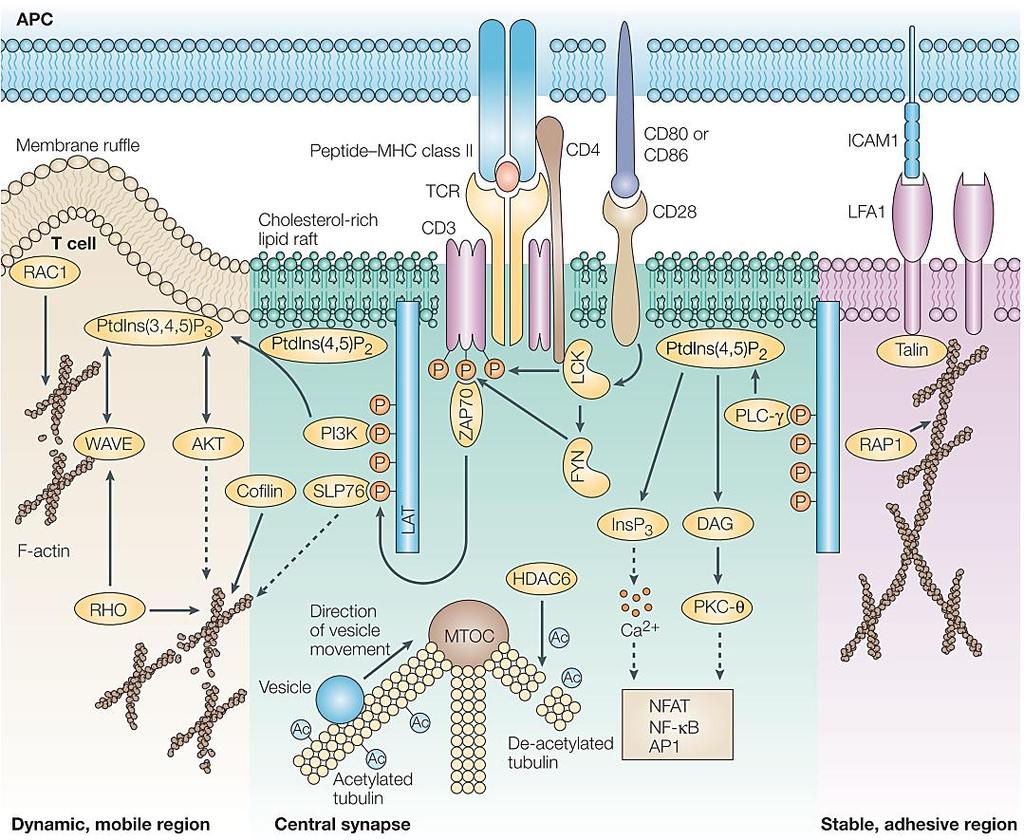 Molecular