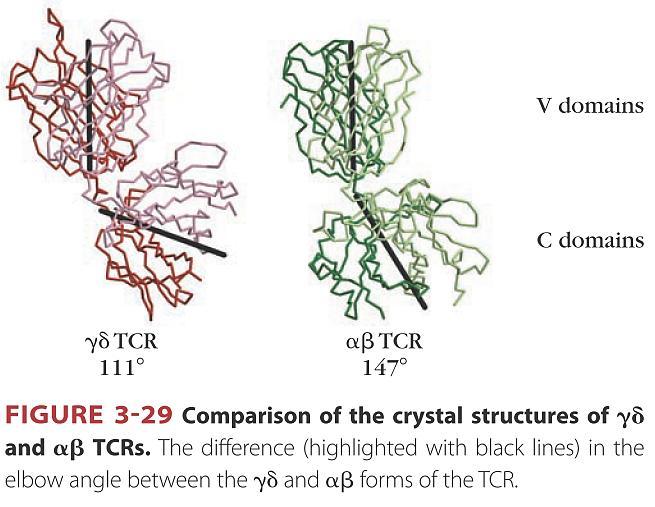 Структура на TCR Структура на TCR γδ се
