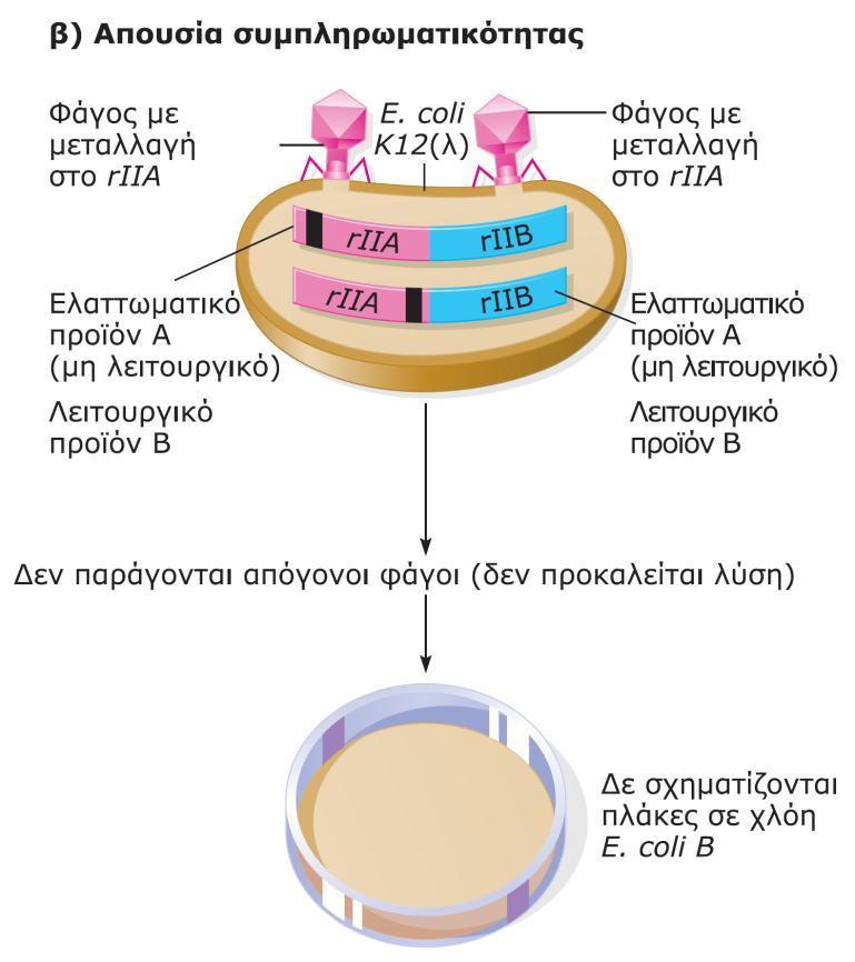 πεοιξυήπ rii ςξσ τάγξσ T4 (α) σμβαίμει