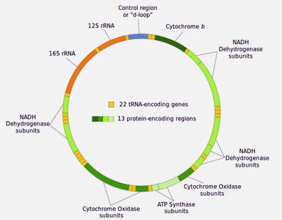 στην περίπτωση γονισίων του πυρηνικού DNA της δροσόφιλας ήταν τρεις φορές μεγαλύτερος από τον αντίστοιχο ρυθμό σε γόνους του πυρήνα των θηλαστικών. Εικόνα 1.
