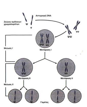 Η μείωση συνοπτικά... o Κατά την 1 η μειωτική διαίρεση, τα ομόλογα χρωμοσώματα διαχωρίζονται και κάθε νέο κύτταρο περιέχει τον μισό αριθμό χρωμοσωμάτων συγκριτικά με το γονικό.