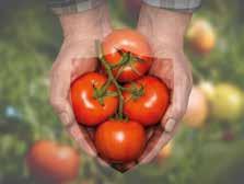 Τομάτα (Υ/Θ) Φασολάκι (Θ) 150- Φράουλα (Θ) Φράουλα (Υ) -50 * Το προϊόν στην καλλιέργεια του καρότου έχει έγκριση και
