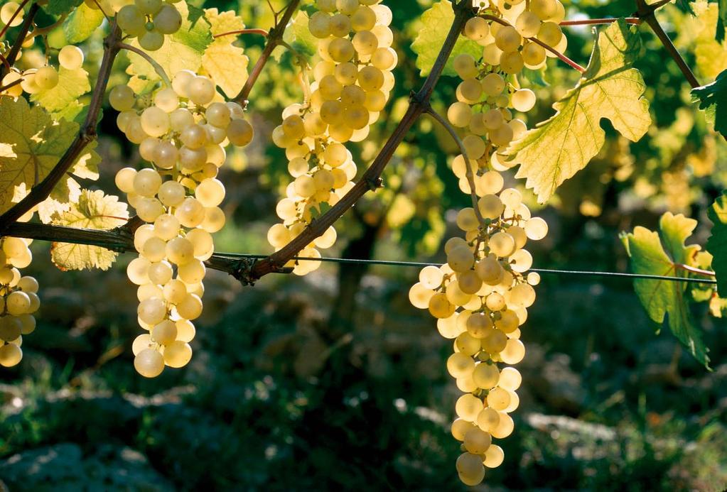 vinovata