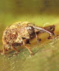 n. "cigari". Zaπtita: Suzbivaweto e so sobirawe na svitkanite cigari, ako se malku, a moæe da se upotrebat hemiski srestva - insekticidi: Basudin, Karate Zeon, Ultracid, Chromorel D.