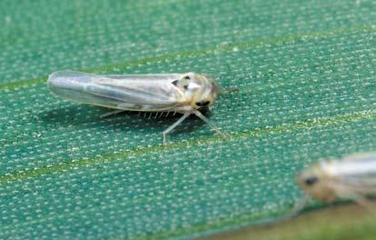 Cikadi (Scaphoideus titanus, Empoasca vitis) Cikadite moraat da se razgleduvaat i kako znaëaen vektor na fitoplazmatiëni zaboluvawa (æoltila na vinovata loza).