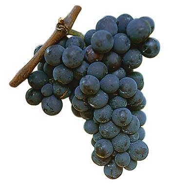 Programa za zaπtita na vinovata loza so herbicidi i insekticidi od Syngenta 01 13 15 57 61 71 75 81 April Maj Juni Juli Avgust Akarinoza, erinoza L.