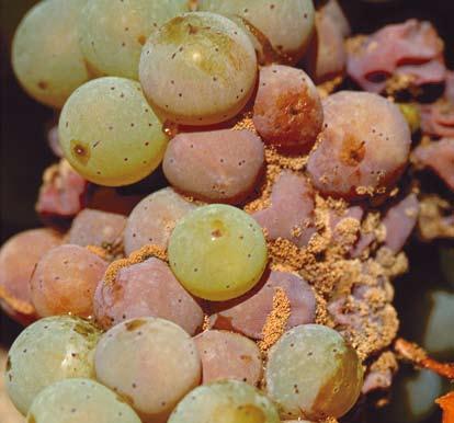 Sivo gniewe na grozjeto Botrytis fuckeliana Sivoto gniewe e parazit na slabostite i povredite koi nastanuvaat kako posledica na ubodi od insekti, bolesti ili grad.
