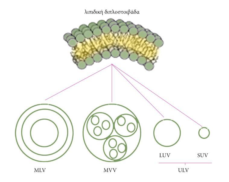 Εικόνα 9: Ταξινόμηση λιποσωμάτων με βάση το μέγεθος και τον αριθμό των στοιβάδων τους Μεγάλα πολυστοιβαδιακά λιποσώματα (MLVs Multilamellar vesicles): Τα ΜLVs αποτελούν το απλούστερο είδος