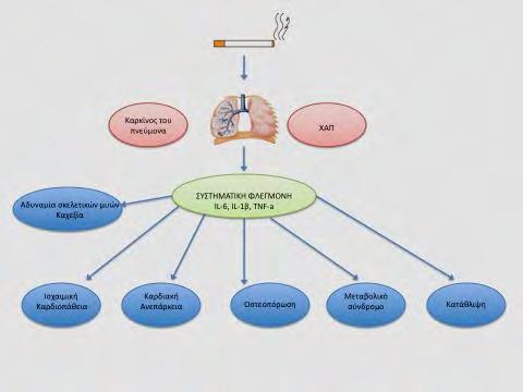 Εικόνα 1: ΧΑΠ και συννοσηρότητες Οστικές διαταραχές Η οστεοπόρωση έχει αναγνωριστεί ως συστηματική επιπλοκή της ΧΑΠ.