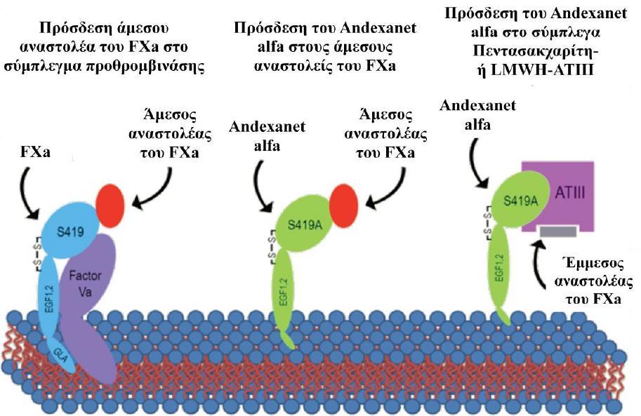 Το FDA τον Αύγουστο του 2016 ανέβαλε την έγκριση του andexanet alfa και ζήτησε από την φαρμακευτική εταιρία που το παράγει περισσότερες πληροφορίες.