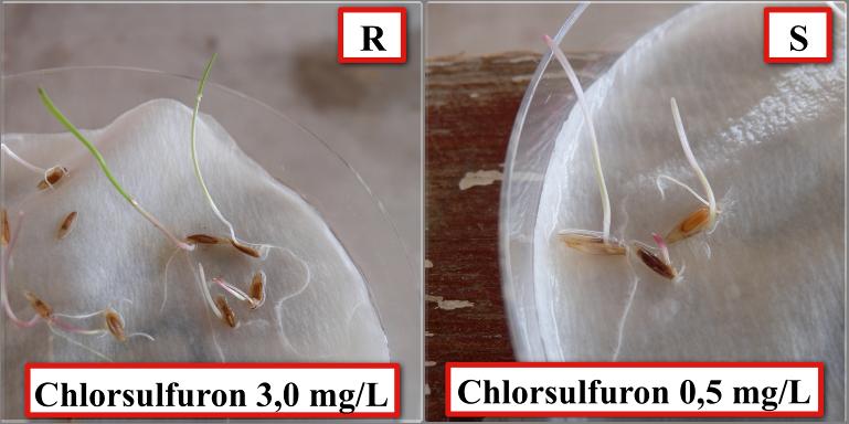 Οι σπόροι των ανθεκτικών πληθυσμών βλαστάνουν παρουσία 3,0 mg ζιζανιοκτόνου L -1 ενώ τα ευαίσθητα άτομα δεν βλαστάνουν παρουσία 0,5 mg chlorsulfuron L -1.