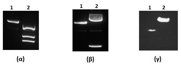 Αποτελέσματα Παραγωγή των πρόδρομων trna με in vitro transcription Για την κατασκευή των πρόδρομων trna, χρησιμοποιήθηκαν οι ανασυνδυασμένοι πλασμιδιακοί φορείς που περιέχουν το εκάστοτε γονίδιο