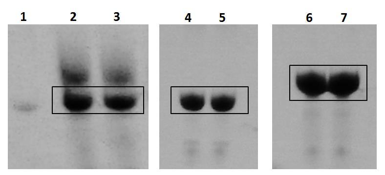 Αποτελέσματα Εικόνα 29. In vitro μεταγραφή των γονιδίων trna CCU Arg (2 & 3), trna GCU Ser (4 & 5) και trna GCU Ser 5 flank (6 & 7), από γραμμοποιημένο φορέα.