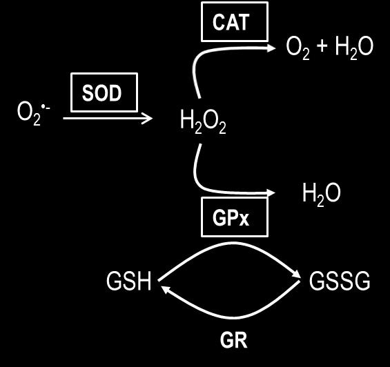 Υπεροξειδική δισμουτάση Η SOD ανακαλύφθηκε για πρώτη φορά από τους McCord και Fridovich (McCord & Fridovich, 1969) και θεωρείται ότι είναι από τα αντιοξειδωτικά ένζυμα της πρώτης γραμμής του