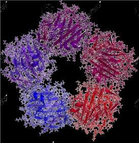 Растворливи молекули на вродениот имунитет Антимикробни пептиди, протеини на акутната фаза, комплементни протеини Над 800 антимикробни пептиди 6-59 амино