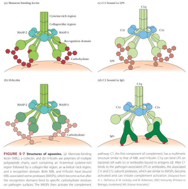 Која е улогата на MASP и C1r&C1s? N-терминалните региони им се слични. Значење? Рецептори на вродениот имунитет Мембрански или цитосолни, на/во макрофаги, дендритични (стеблести) кл.