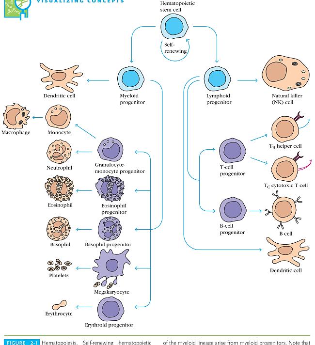 Клетки на вродениот имунитет (потсетување)