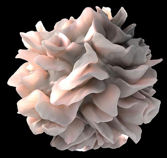 Клетки на вродениот имунитет Клетки природни убијци (NK) Таргет вирусни (прва линија на одбрана) и туморозни кл. Активирачки рец. Ca-врзувачки С-лектини; рец.