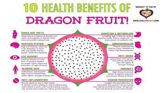 τροφών. ελέτες δείχνουν επίσης ότι το Φρούτο του δράκου επιδρά θετικά στην ανάπτυξη των προβιοτικών. To φρούτο του δράκου βοηθά στη μείωση των επίπεδων γλυκόζης του αίματος στο διαβήτη τύπου 2.
