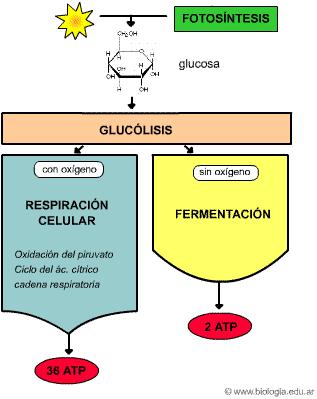 4 Os compostos orgánicos (glícidos, lípidos, prótidos) poden oxidarse tanto por ganancia de osíxeno como por pérdida de hidróxeno, xa que nos dous casos prodúcese a pérdida de electróns A-H + B --> A