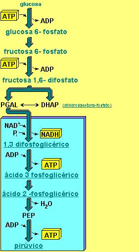 5 GLICÓLISE : A glicolise é o conxunto de reaccións polas que unha molécula de glicosa se escinde en dúas de piruvato formándose dúas moléculas de ATP e dúas de NADH Este proceso ten lugar no citosol