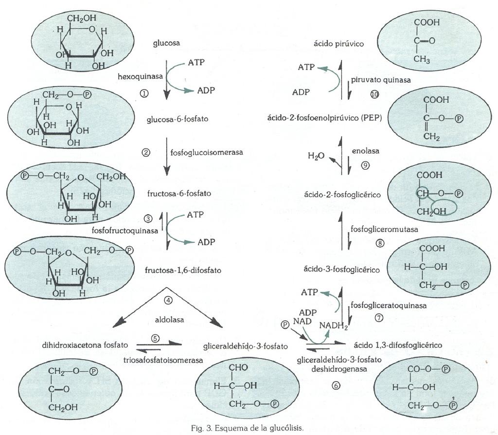 COOH + 2NADH + 2H+ + 2ATP + 2H2O No proceso de glicólise podemos diferenciar dúas etapas : 1. Rotura da glicosa en dúas triosas : un gliceraldehido e unha dihidroxicetona.