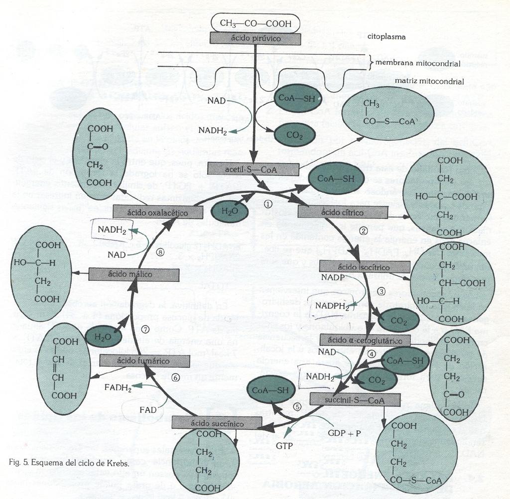 7 CICLO DE KREBS Tamén se lle pode chamar ciclo do ácido cítrico ou ciclo dos ácidos tricarboxílicos O ciclo de Krebs ten lugar na matriz mitocondrial e consiste : nunha serie de reaccións polas que