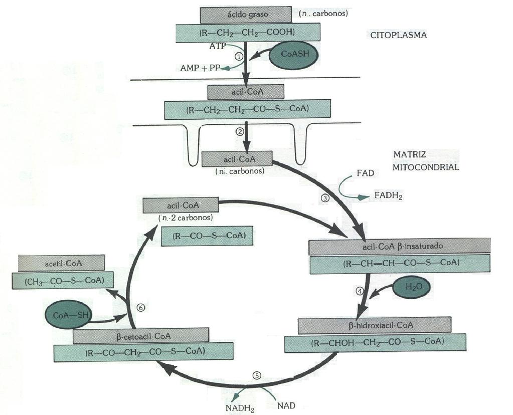 9 BALANCE ENERXÉTICO GLOBAL DO CATABOLISMO AEROBIO DA GLICOSA : GLICÓLISE PIRÚVICO - Acetil CoA Ciclo de Krebs 2 NADH = 2 3 = 6 2 NADH = 2 3 (3 NADH = 9 + 1FADH2 = 2)= 11 2 ATP + 6 11 + 1 GTP= 12 2