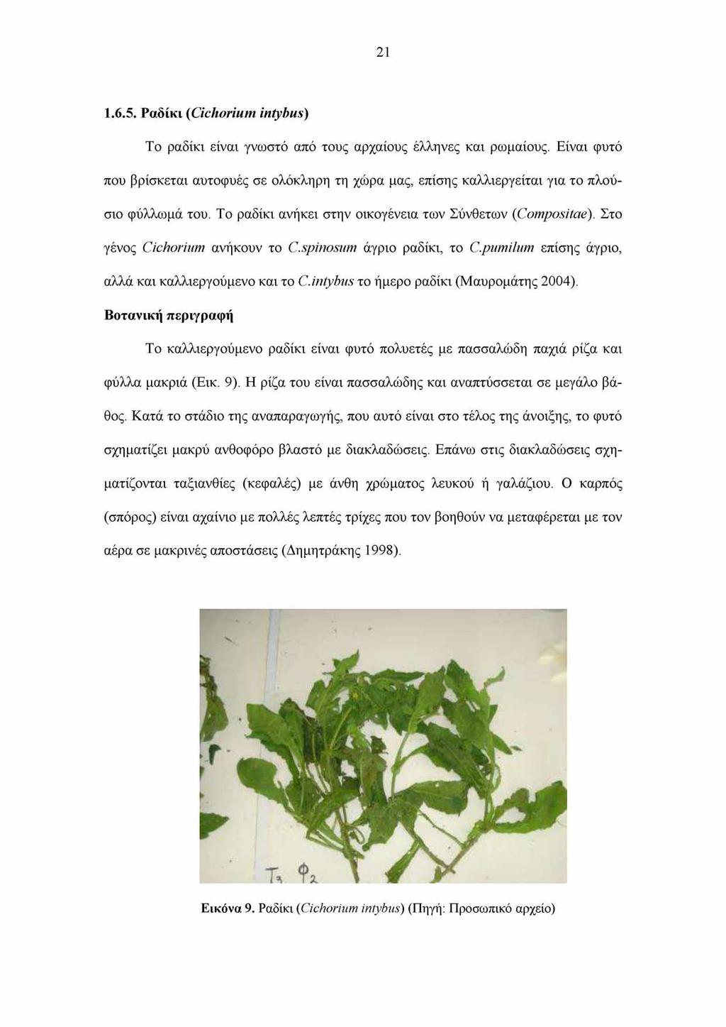 21 1.6.5. Ραδίκι (Cichorium intybus) To ραδίκι είναι γνωστό από τους αρχαίους έλληνες και ρωμαίους.