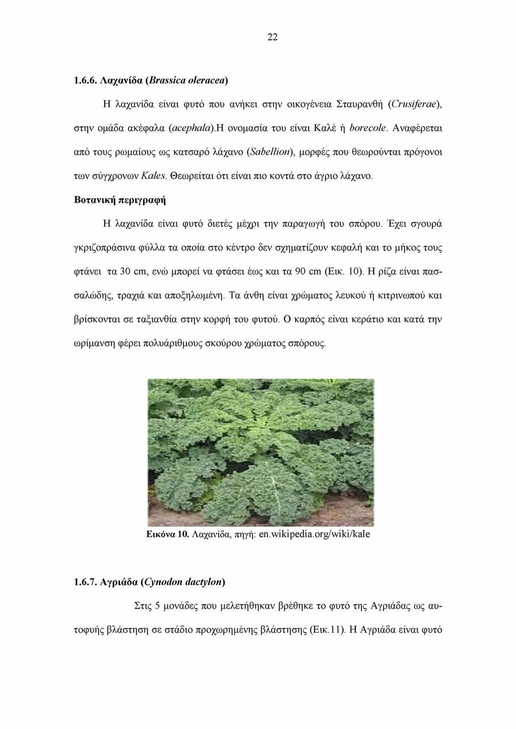 22 1.6.6. Λαχανίδα (Brassica oleracea) Η λαχανίδα είναι φυτό που ανήκει στην οικογένεια Σταυρανθή (Crusiferae), στην ομάδα ακέφαλα (acephala)h ονομασία του είναι Καλέ ή borecole.