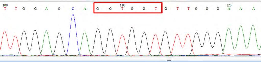 3.4. Αλληλούχιση των προϊόντων της PCR Τα αποτελέσματα της αλληλούχισης των προϊόντων της PCR απεικονίζονται με τη μορφή χρωματογραφήματος.