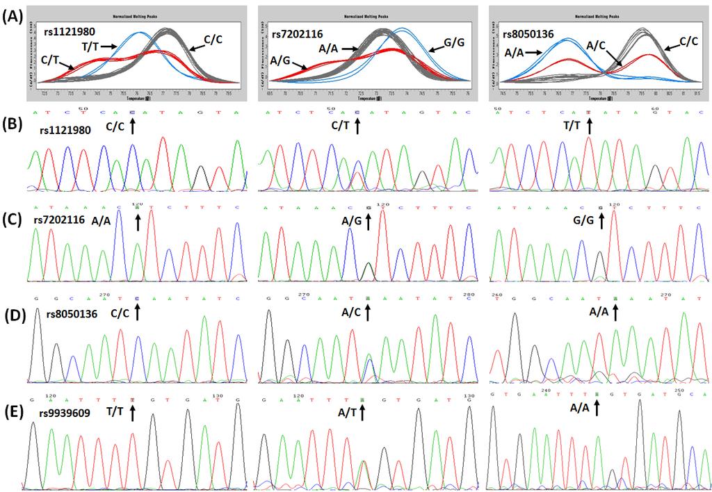 Supplemental Figure 3. The genotyping results of high-resolution melting and DNA sequencing for the common four SNPs in FTO gene.