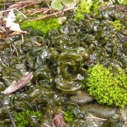 Aļģu ekoloģiskās grupas Augsnes aļģes Apdzīvo augsnes augšējos slāņus dažu centimetru dziļumā; Bagātīgi savairojas rudeņos un pavasaros; Zināmas ap