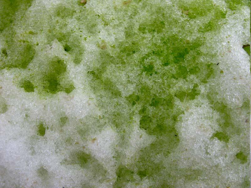 Aļģu ekoloģiskās grupas Sniegāju un ledāju aļģes
